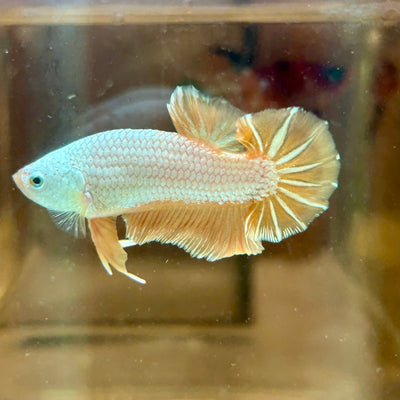 Yellow Dragon Plakat - Male betta 168