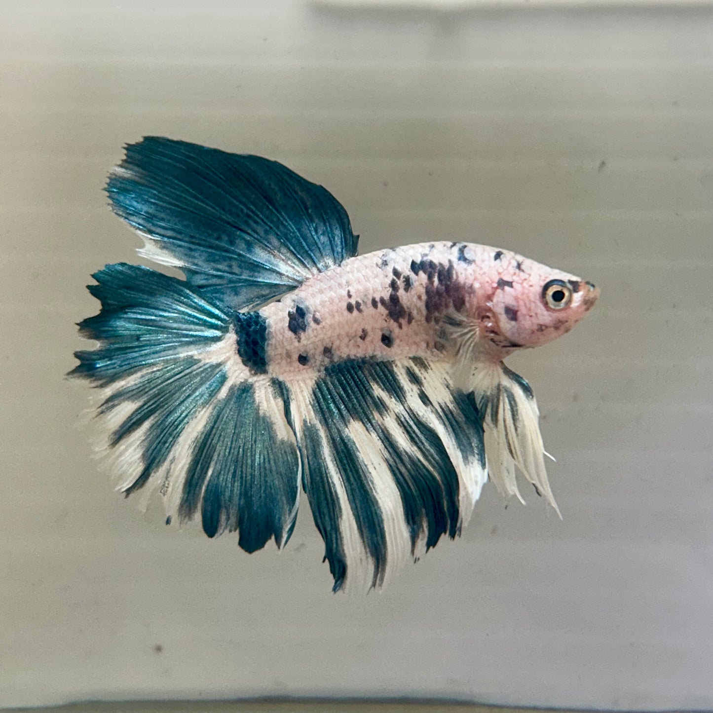 Blue Marble Halfmoon - Male Betta 155