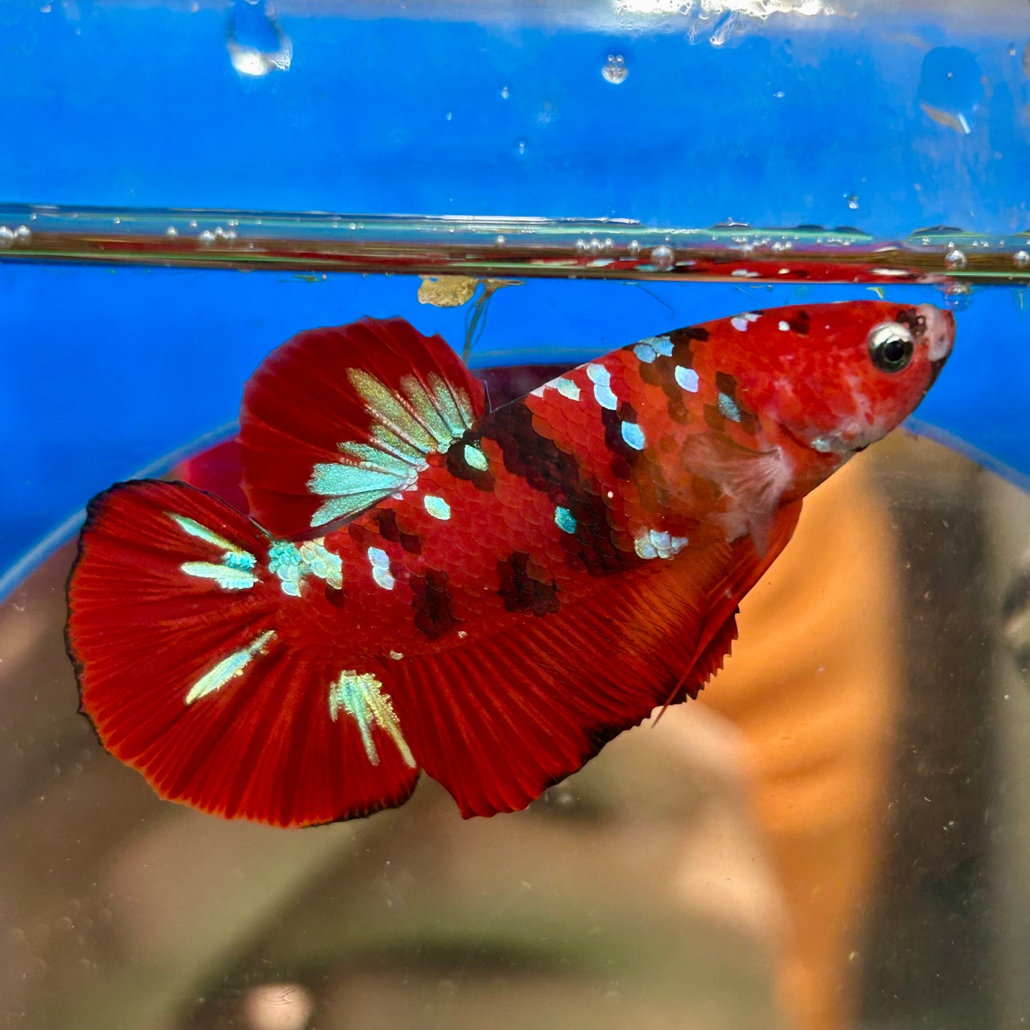 Koi Red Tiger Plakat - Male Betta 044