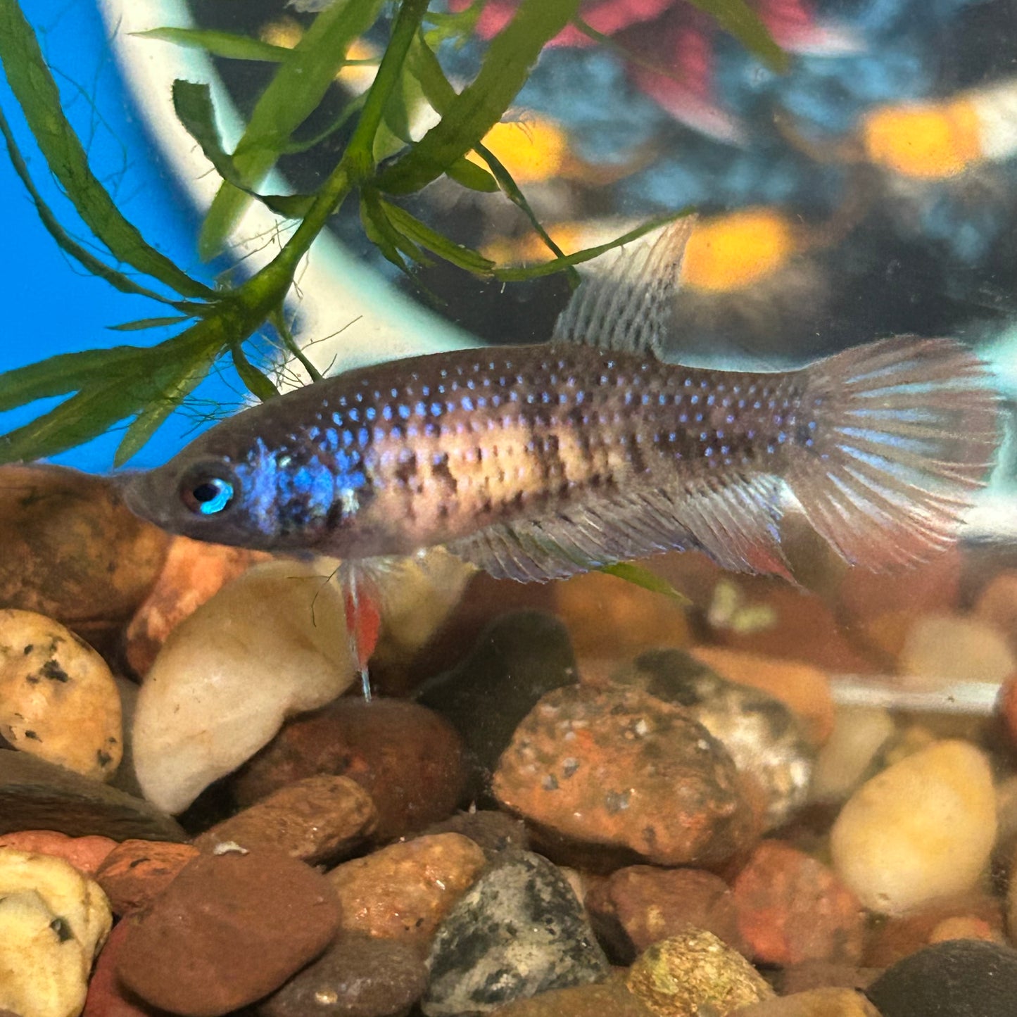 Red Blue Wild Imbellis - Female Betta