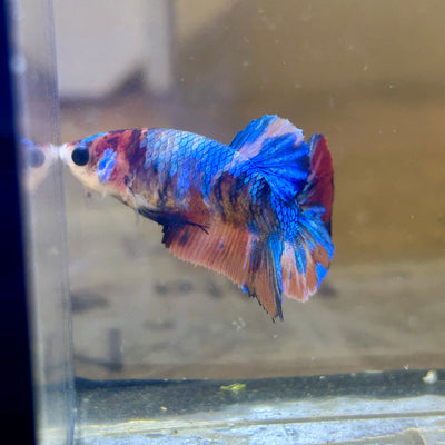 Multicolor Koi Plakat - Female Betta 099