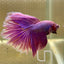 Purple Pink Halfmoon - Male Betta 100