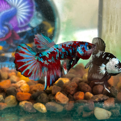 Red Koi Galaxy Plakat - Male Betta 0163