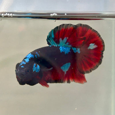 Nebula Blue Avarta Plakat - Male Betta 178