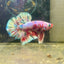 Red Koi Barongsai Plakat - Male betta 044