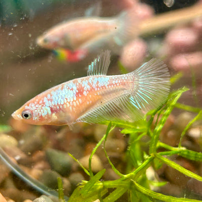 White Copper Halfmoon - Female Betta 040