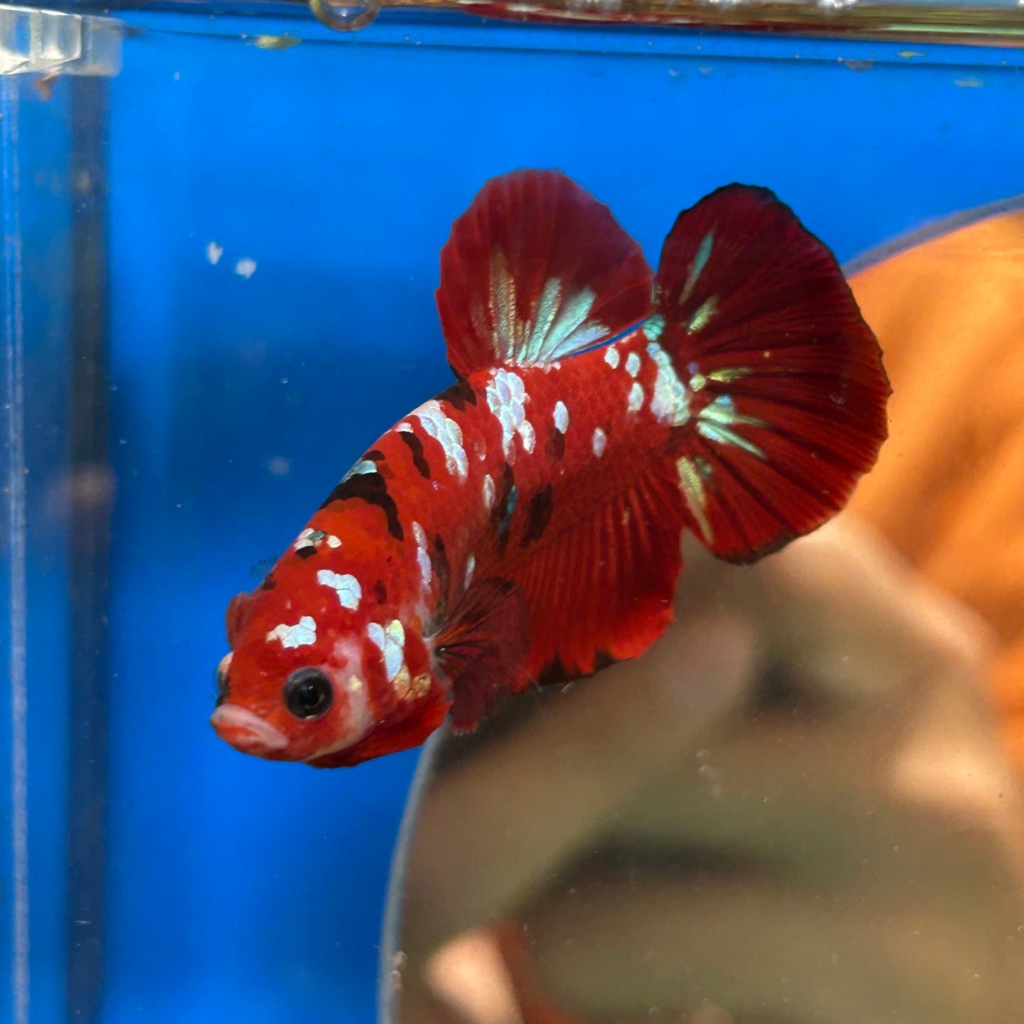 Koi Red Tiger Plakat - Male Betta 044