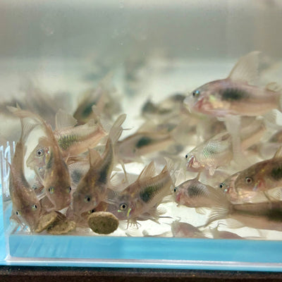 Green Corydoras