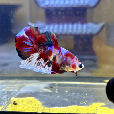 Red Koi Galaxy Plakat - Male Betta 065