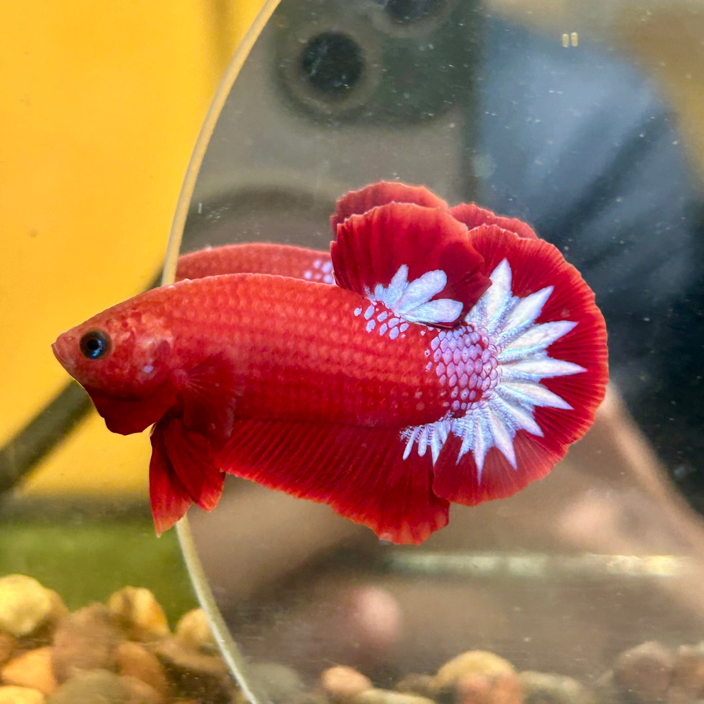 Red Fancy Hellboy Plakat - Male Betta 069