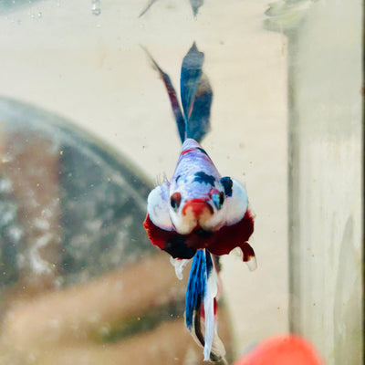 Halfmoon Purple Pink - Male Betta   N45
