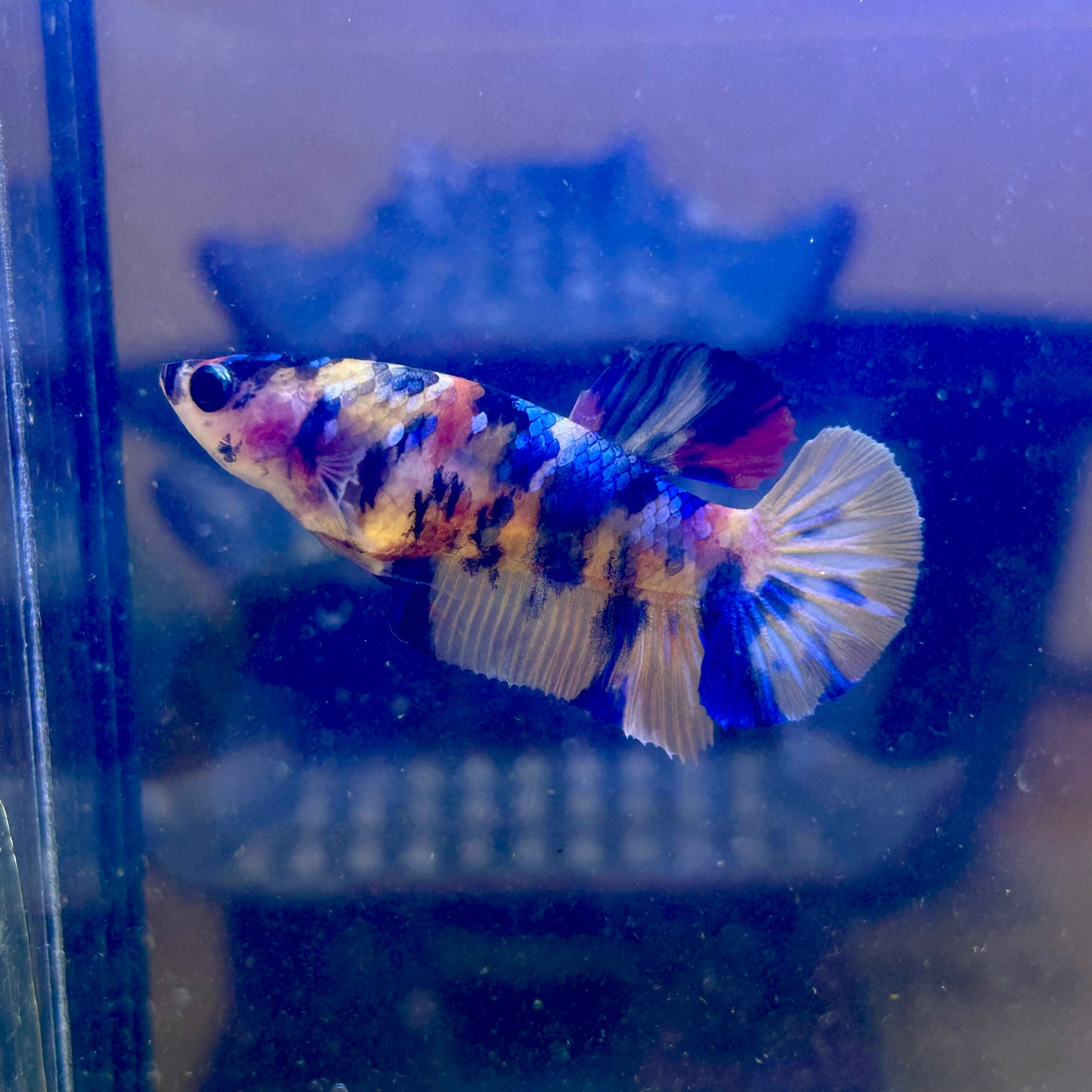 Tiger Koi Plakat - Female Betta 112