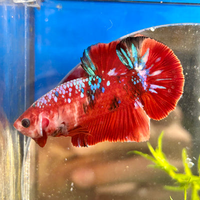 Red Koi Galaxy Plakat - Male Betta 056