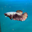 Avarta Copper Plakat - Female Betta A02