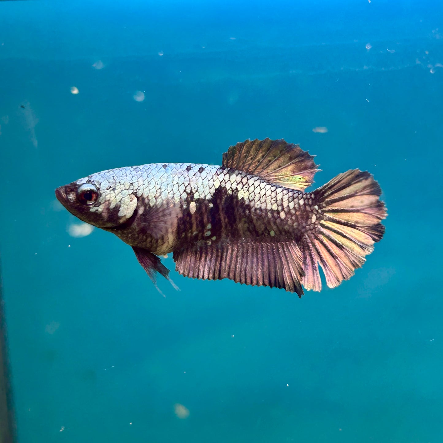 Avarta Copper Plakat - Female Betta A02