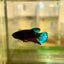 Red Fancy Hellboy Plakat - Female Betta 62