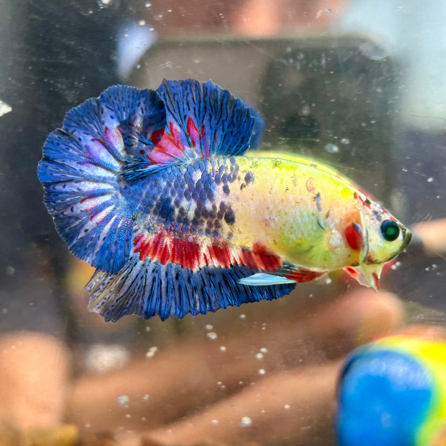 Multicolor Koi Neon Plakat - Male Betta 054