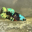 Avarta Nebula Plakat - Female betta 061
