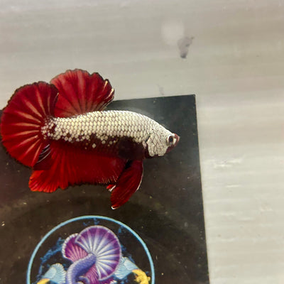 Red Samurai Plakat - Male betta 034