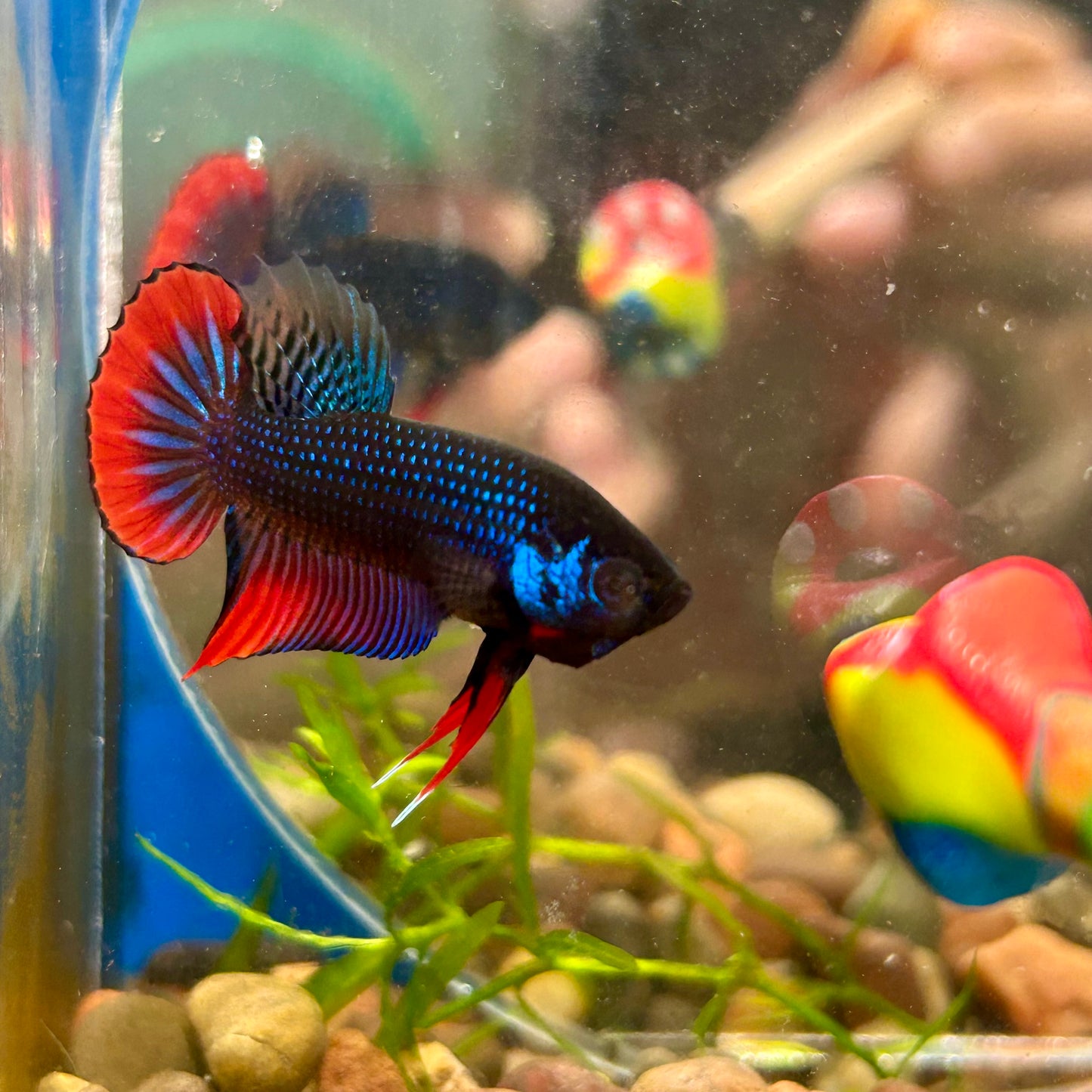 Wild Imbellis Blue - Male Betta 032