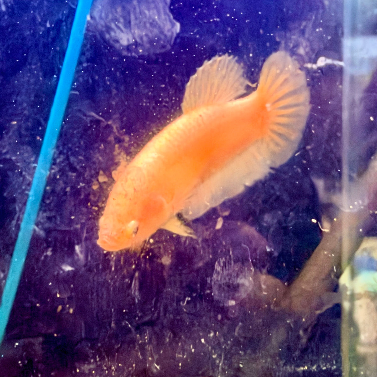 Plakat Gold Pastel Female Betta