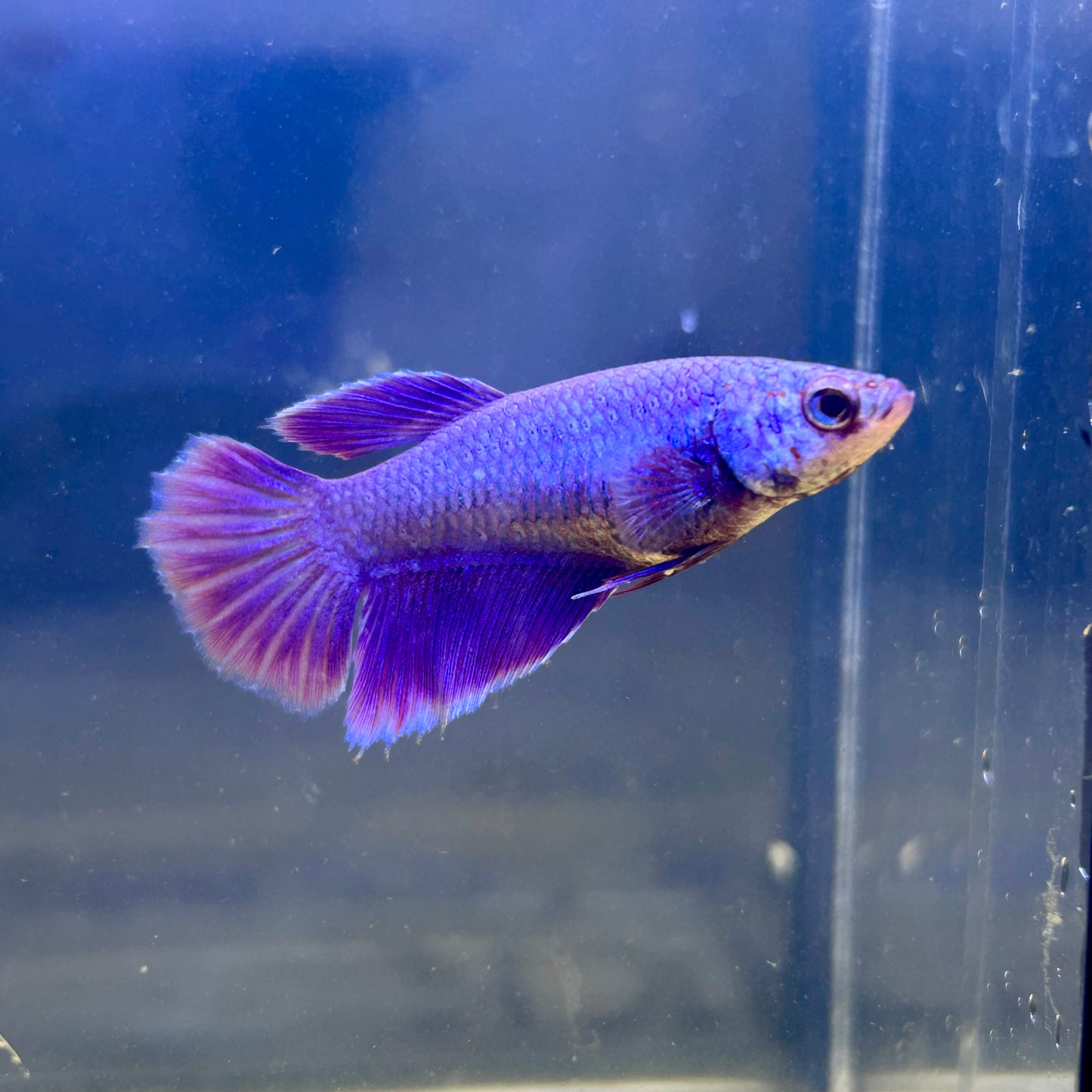 Purple Pink Halfmoon - Female Betta 041