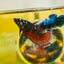 Avarta Vampire Plakat - Female betta 180