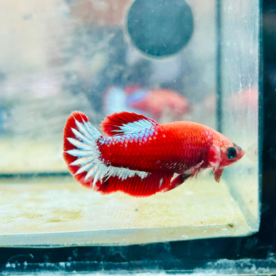 Plakat Red Fancy Female Betta - #171