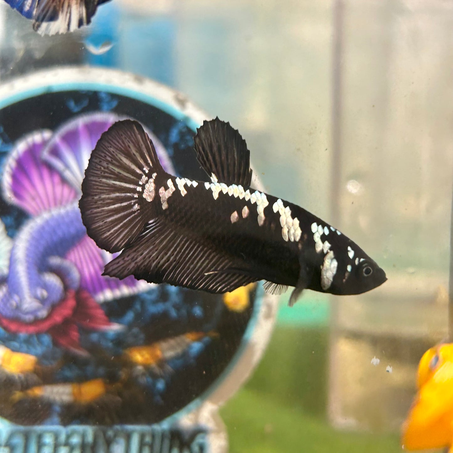 Black Samurai Plakat - Male betta 141