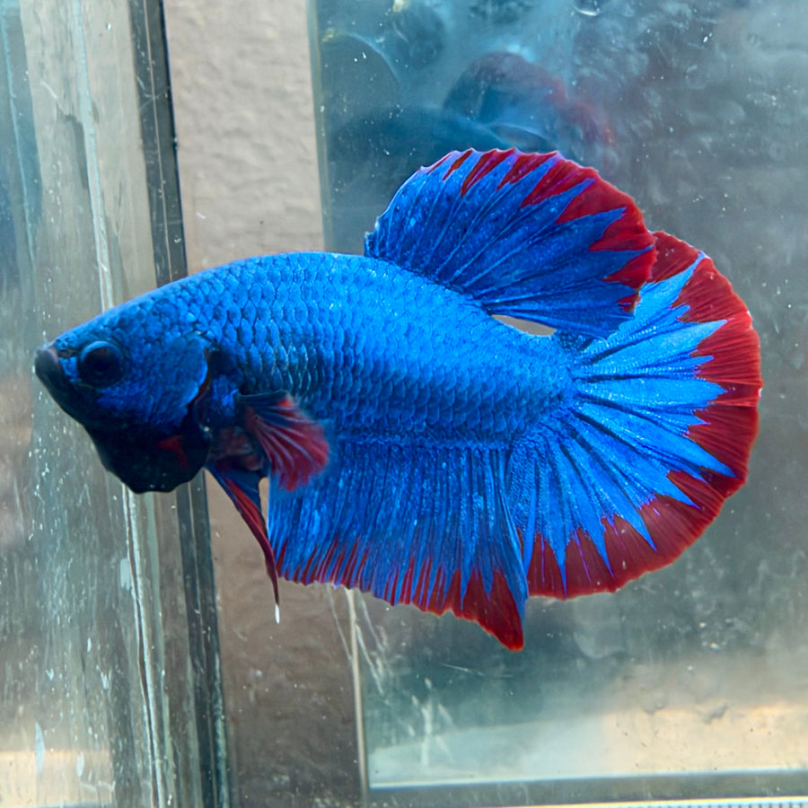 Plakat Red Mascot Male Betta #Au13