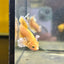 Dumbo Gold Vanda Plakat - Male Betta 133