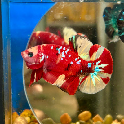 Nemo Galaxy Koi Plakat - Male Betta 012