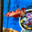 Nemo Koi Classic Plakat - Female Betta 128