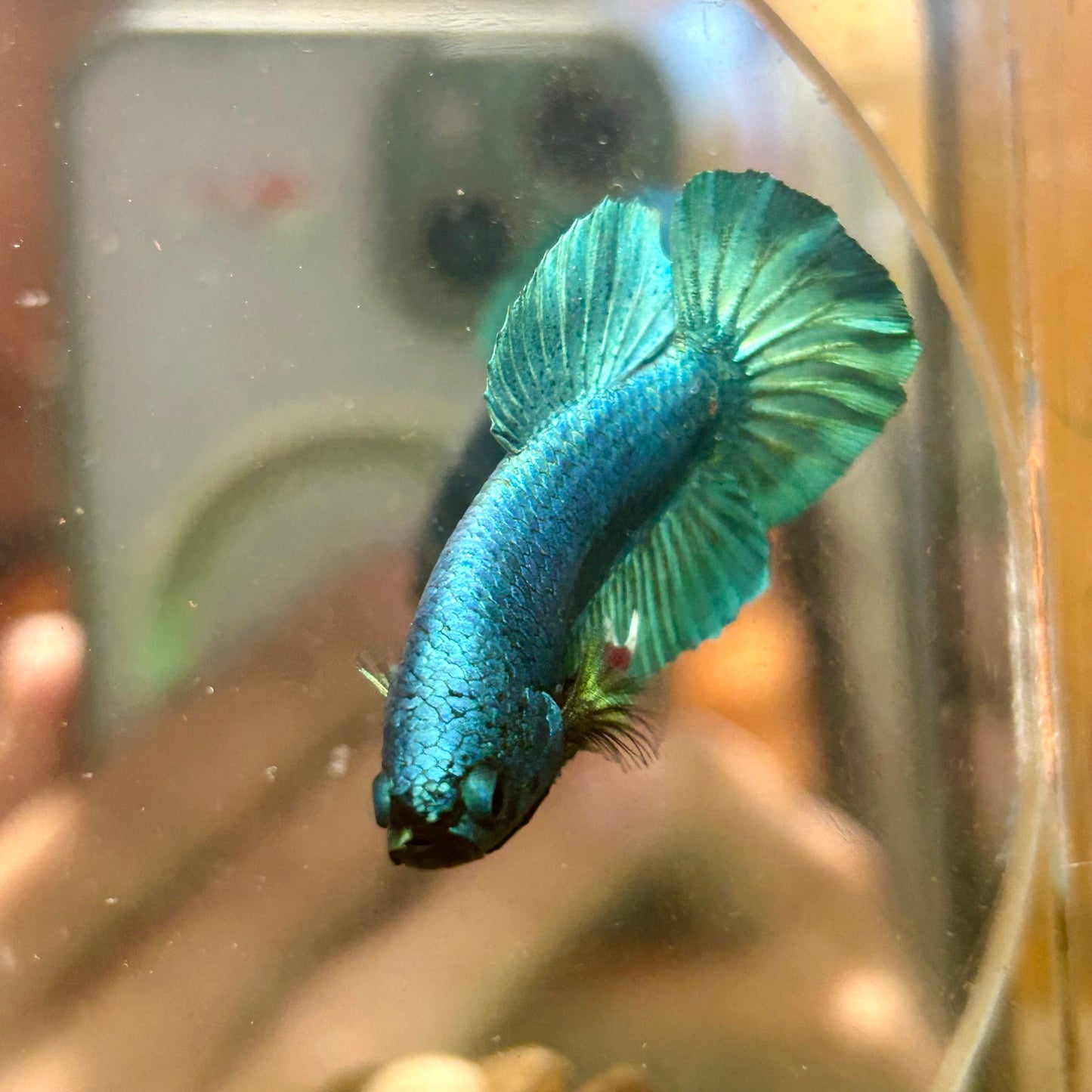 Green Turquoise Plakat - Male Betta 170