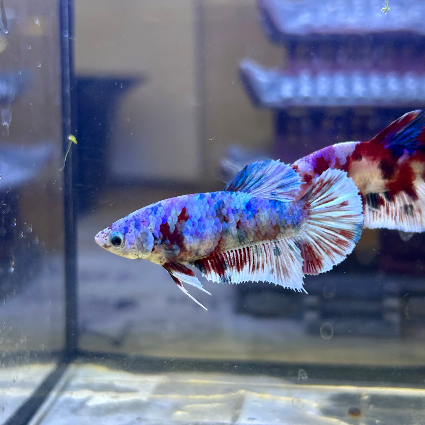 Red Snow Barongsai Plakat - Female Betta 116