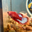 Red Fancy Plakat - Female betta