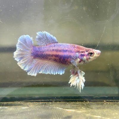 Blue Feather Tail - Female betta 042