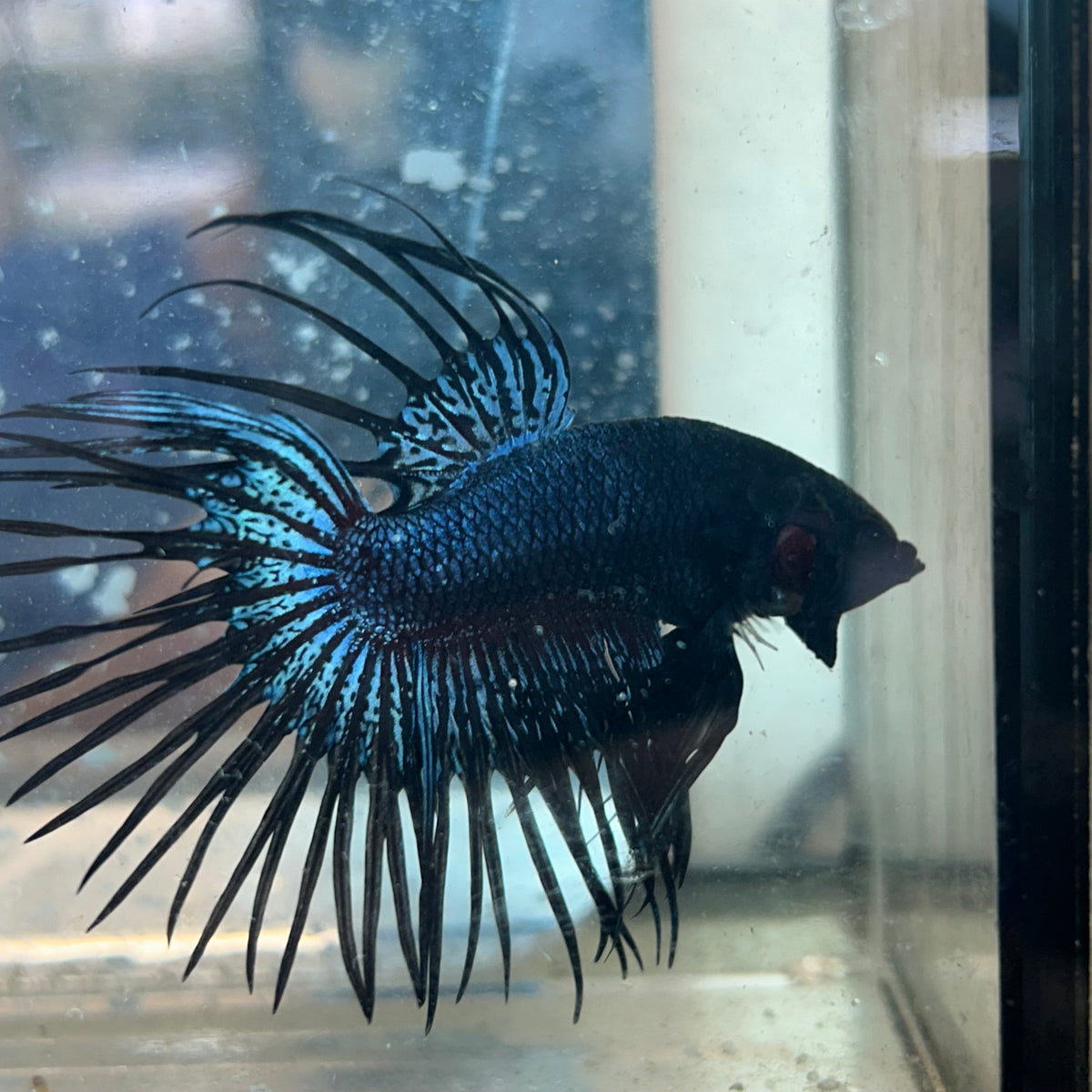 Black Orchid Crowntail - Male Betta #Au92