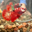 Red Gold Galaxy Plakat - Male Betta 113