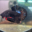 Avarta Dark Knifht Plakat - Male Betta 125