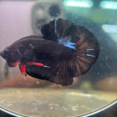 Avarta Dark Knifht Plakat - Male Betta 125