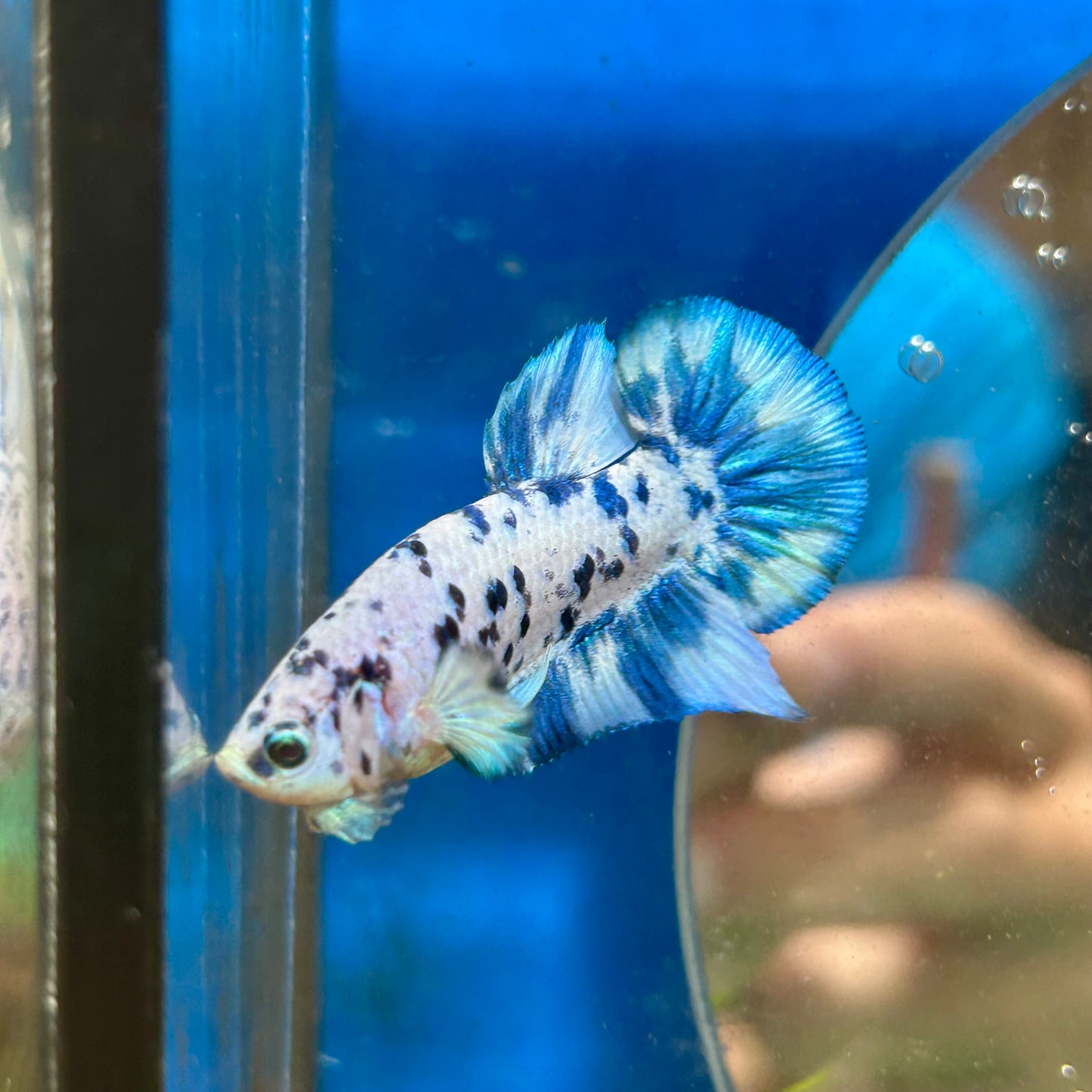 Blue Marble Dot Plakat - Male betta 015