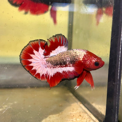 Red Fancy Copper  - Male Betta 003