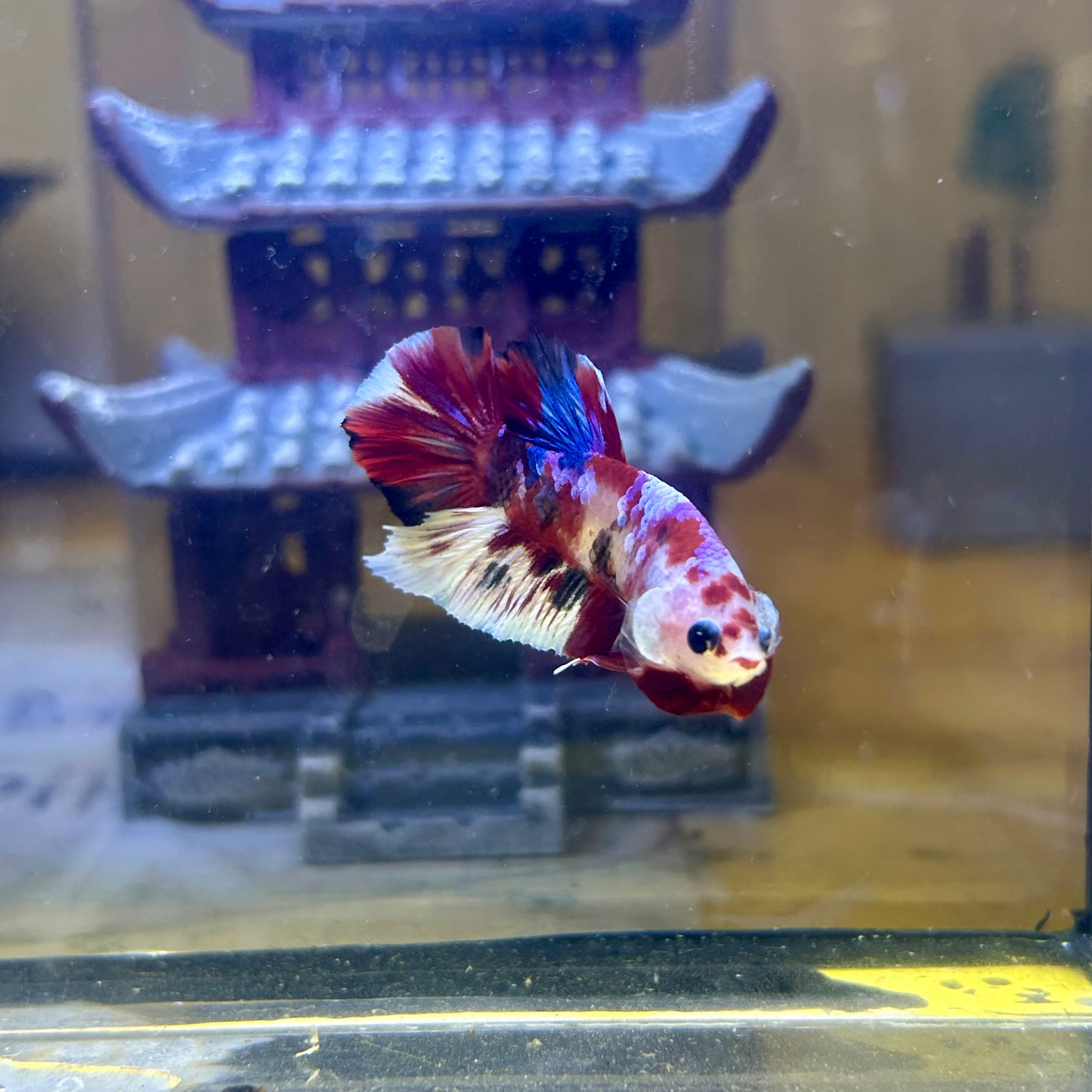 Red Koi Galaxy Plakat - Male Betta 065