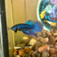 Blue Mahachai Wild - Male Betta 020