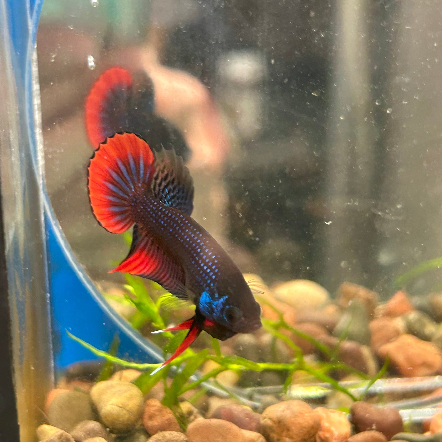 Wild Imbellis Blue - Male Betta 032