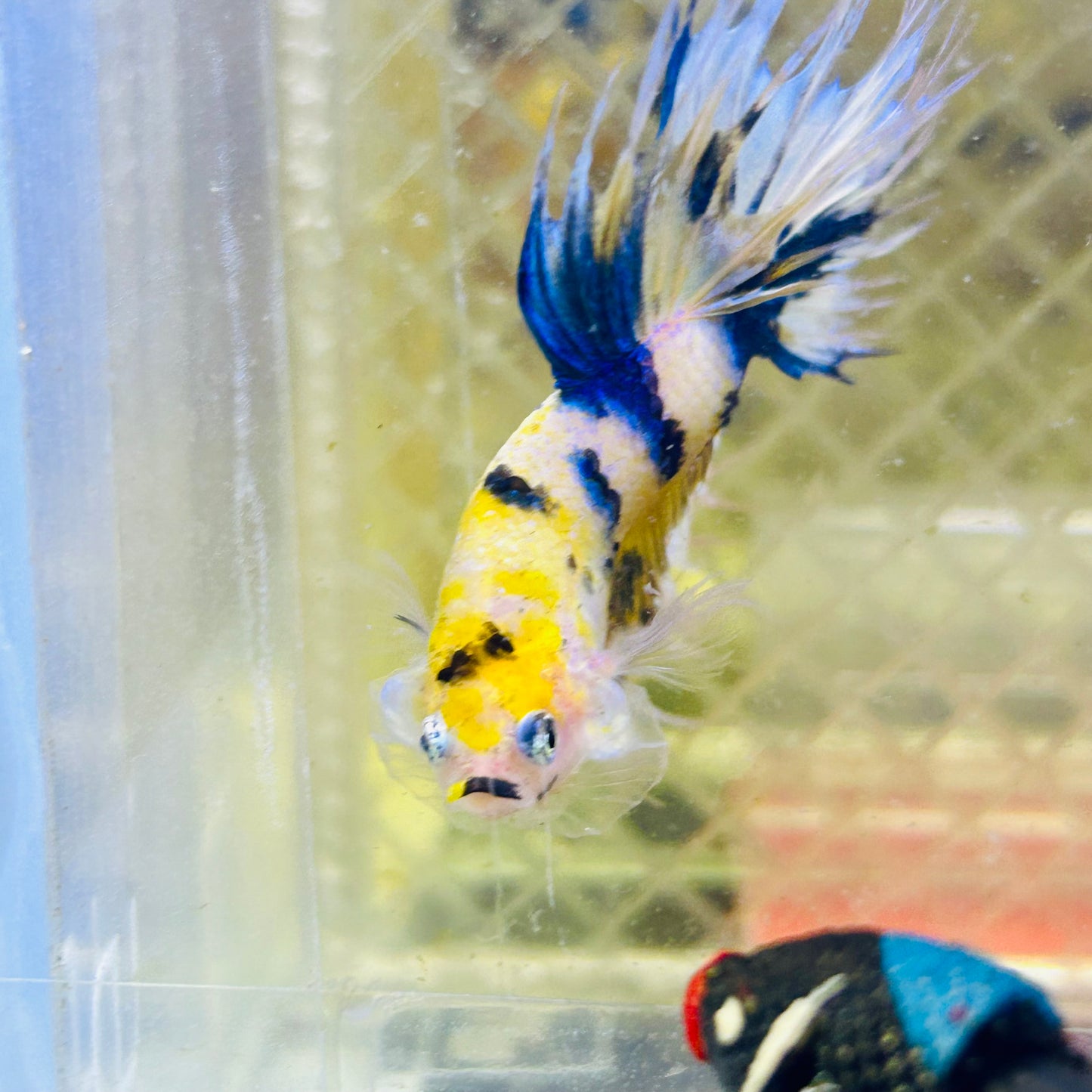 Betta Male Crowntail Yellow Koi #188