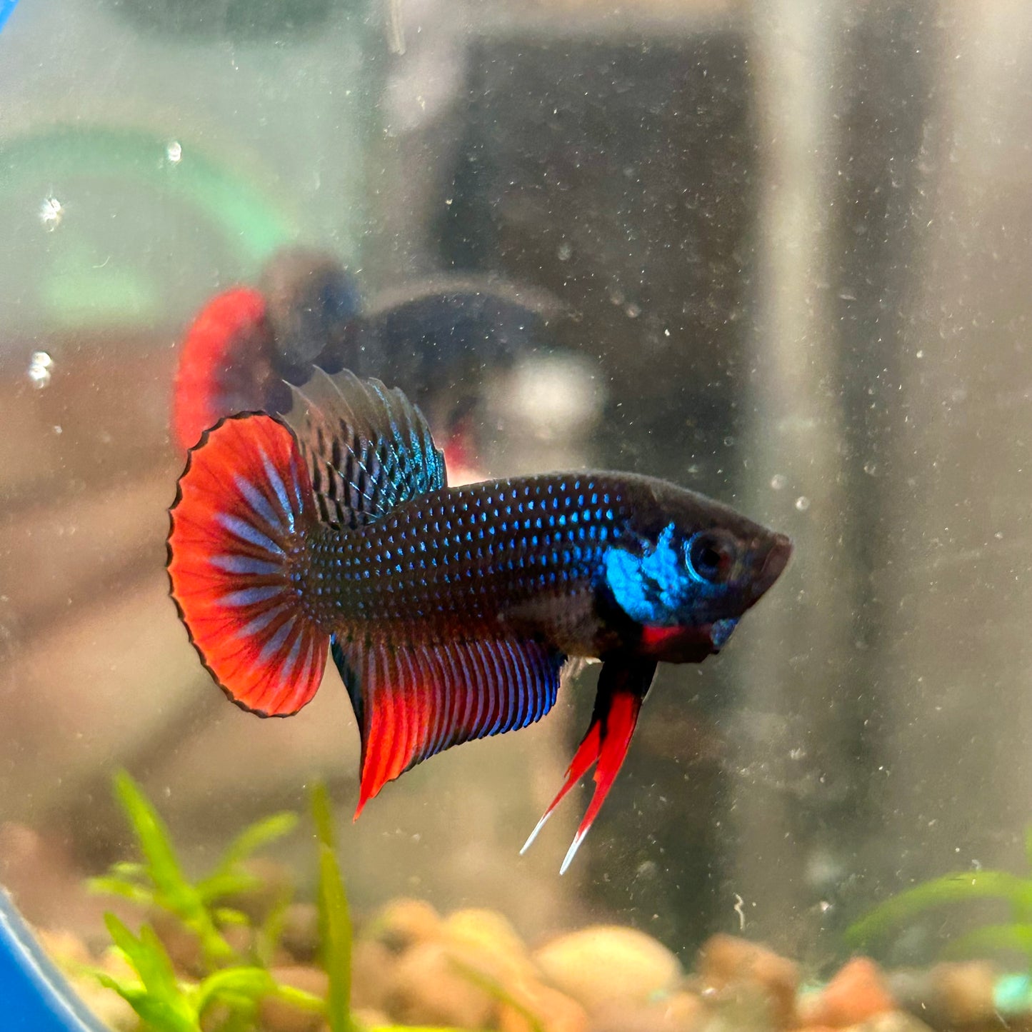 Wild Imbellis Blue - Male Betta 032