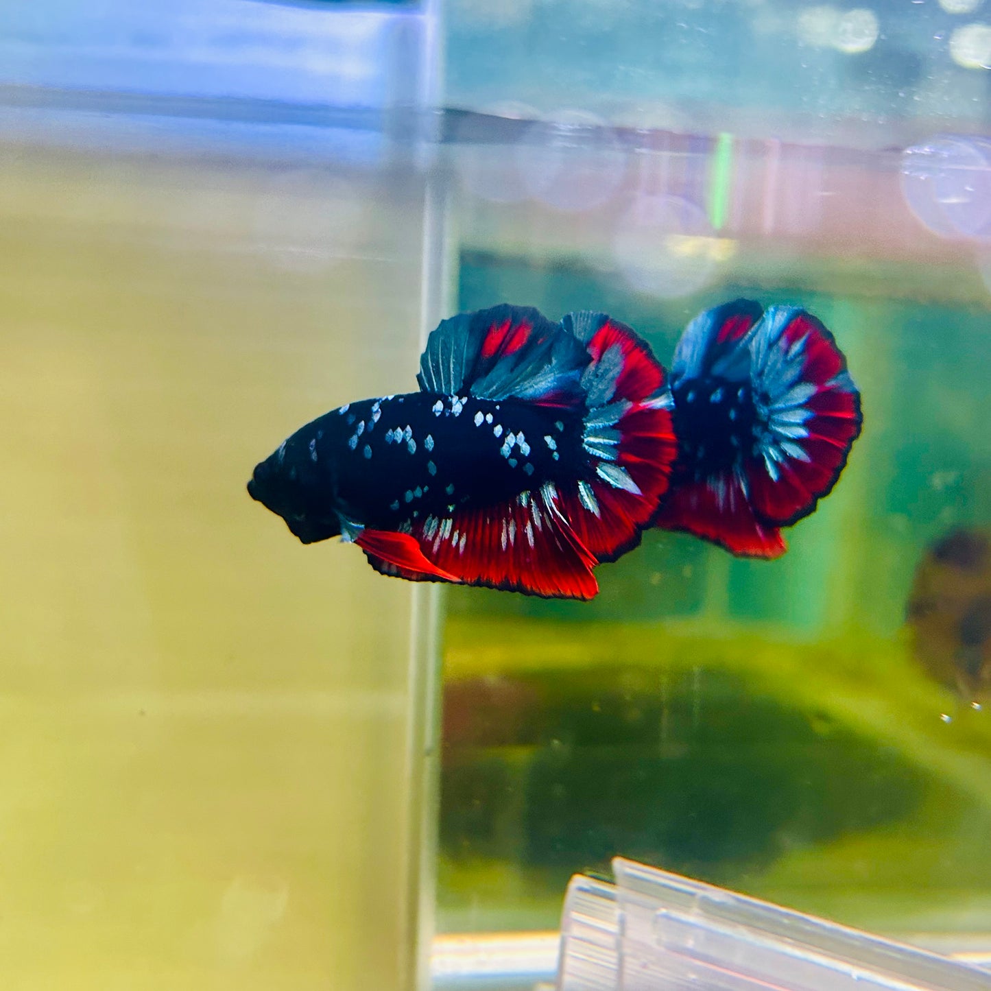 Plakat Avarta Nebula Male Betta #Ma05