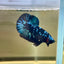 Nebula Blue Avarta Plakat - Male Betta 137